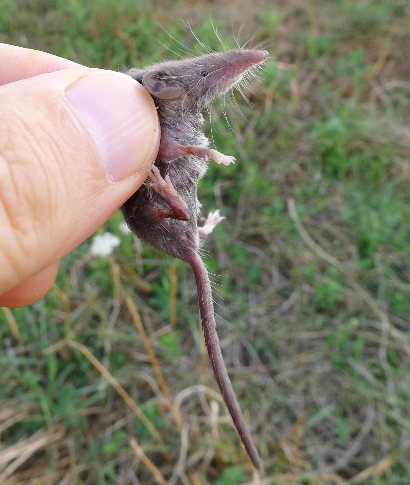 Mustiolo (Suncus etruscus)